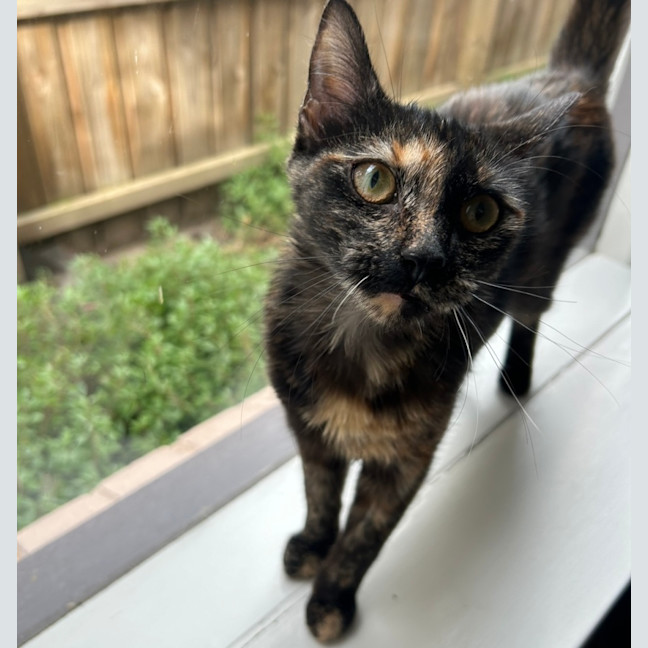 Photo of Strawberry 🍓 