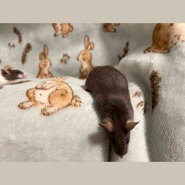 Photo of Hank & Joel