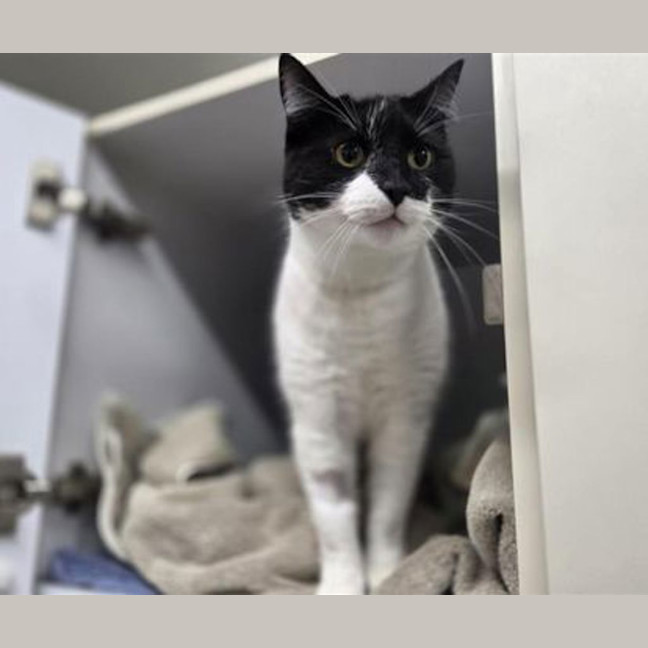 Photo of Milo