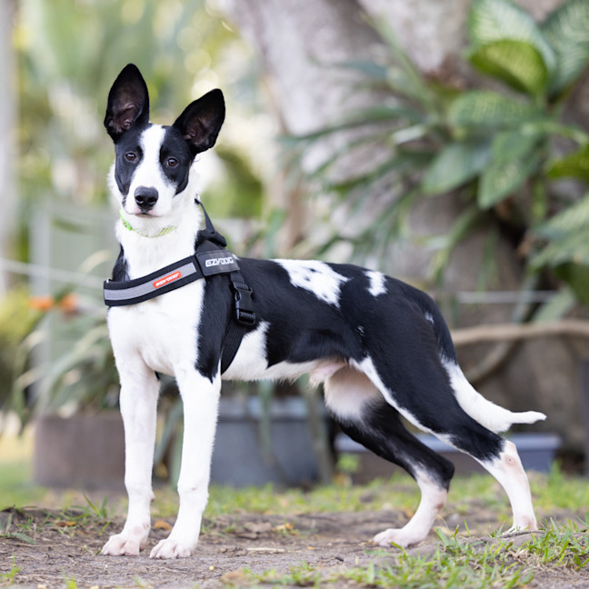 Photo of Hugo