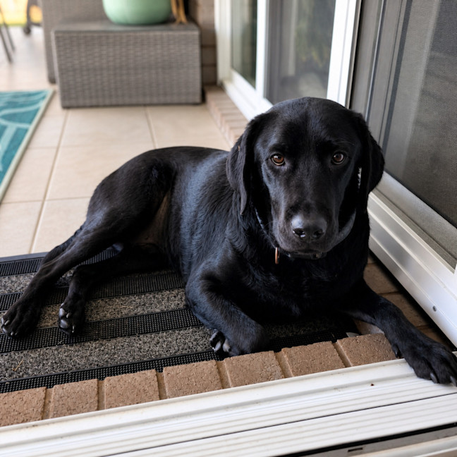 Photo of Harley