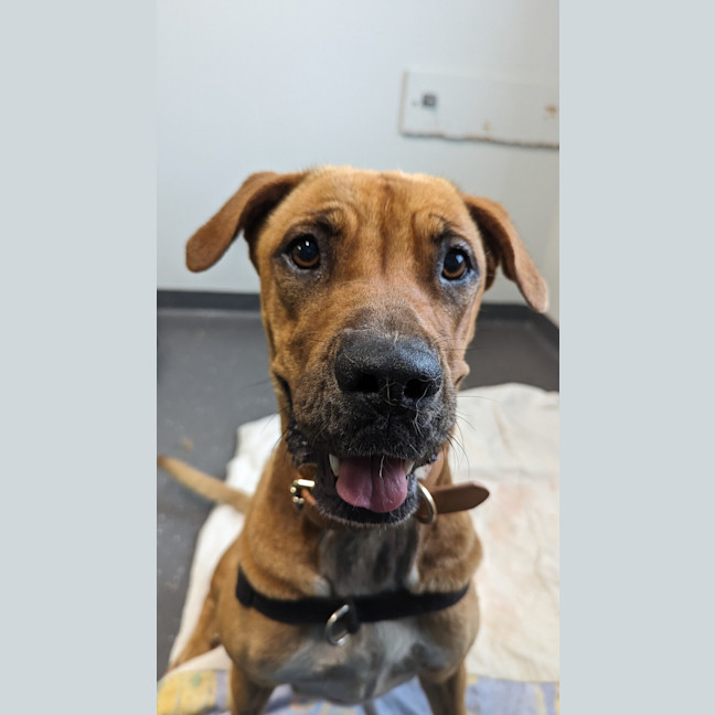 Photo of Ruby