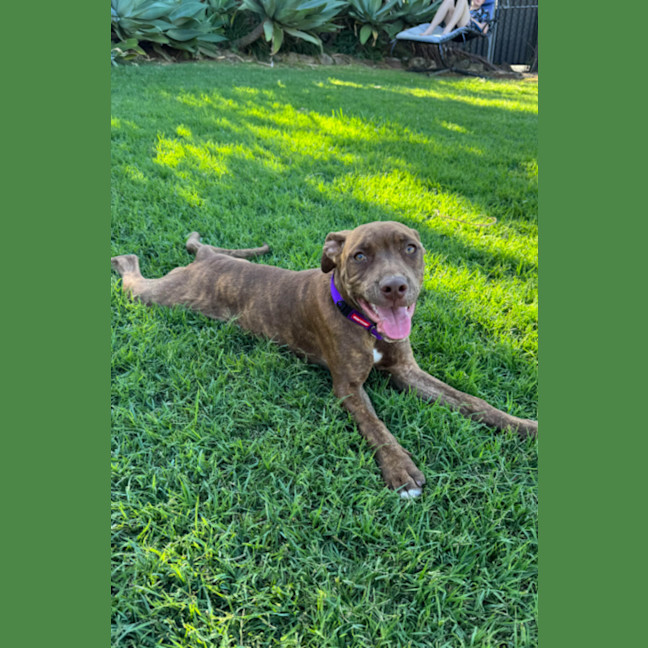 Photo of Lola 