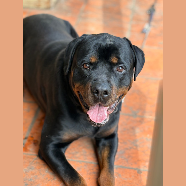 Photo of Beau