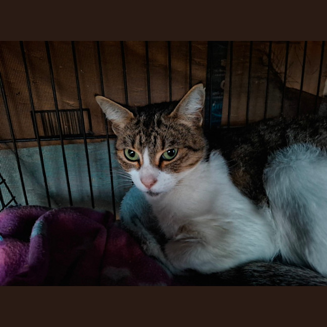Photo of Squeak