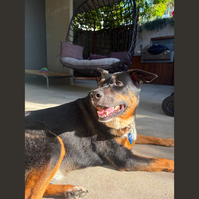 Photo of Cooper   8 Year Old Kelpie X