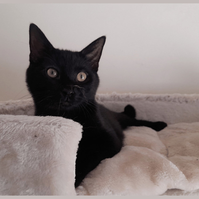 Photo of Bodhi