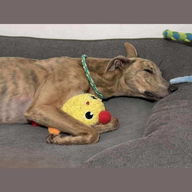 Photo of Buster, The Greyhound