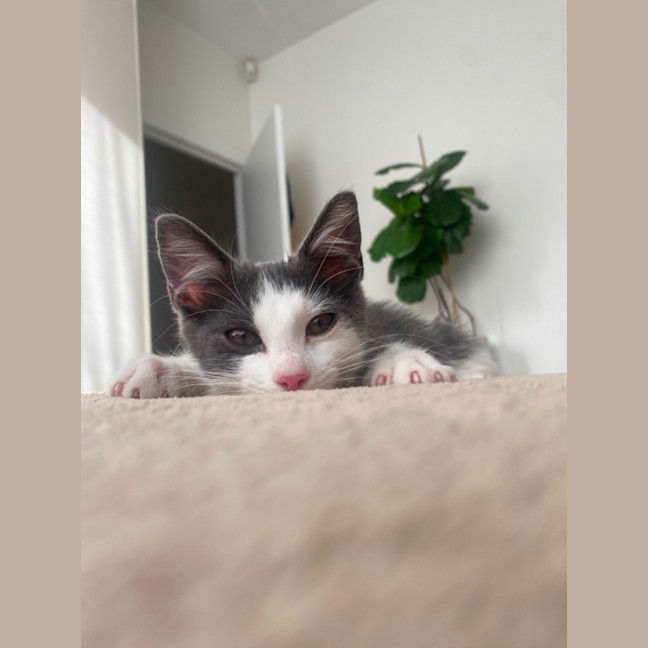 Photo of Alfred A.K.A Alfredino