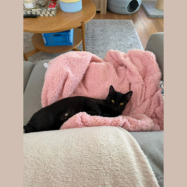 Photo of Belladonna