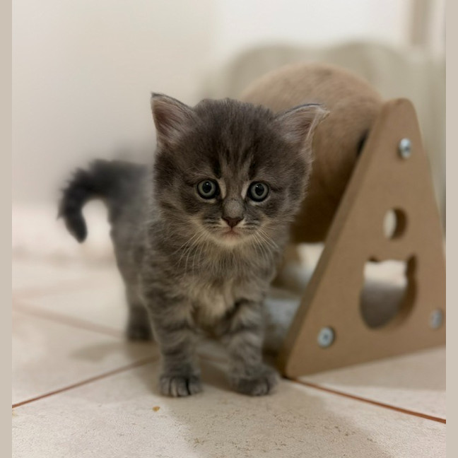 Photo of Earl Grey