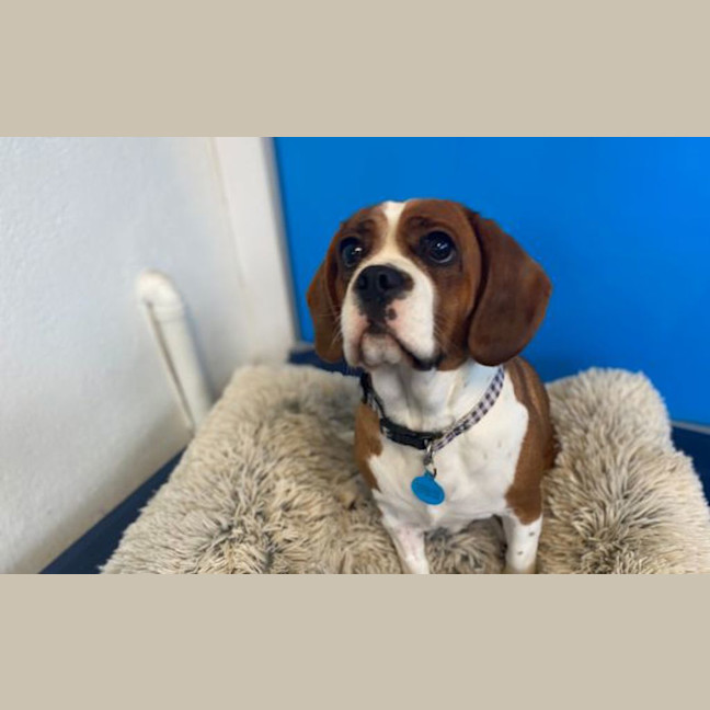 Photo of Marley