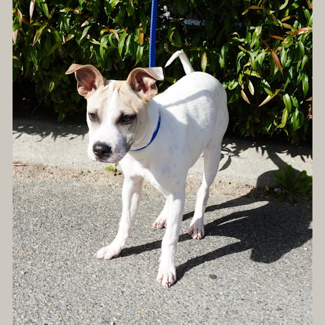 Photo of Tyke