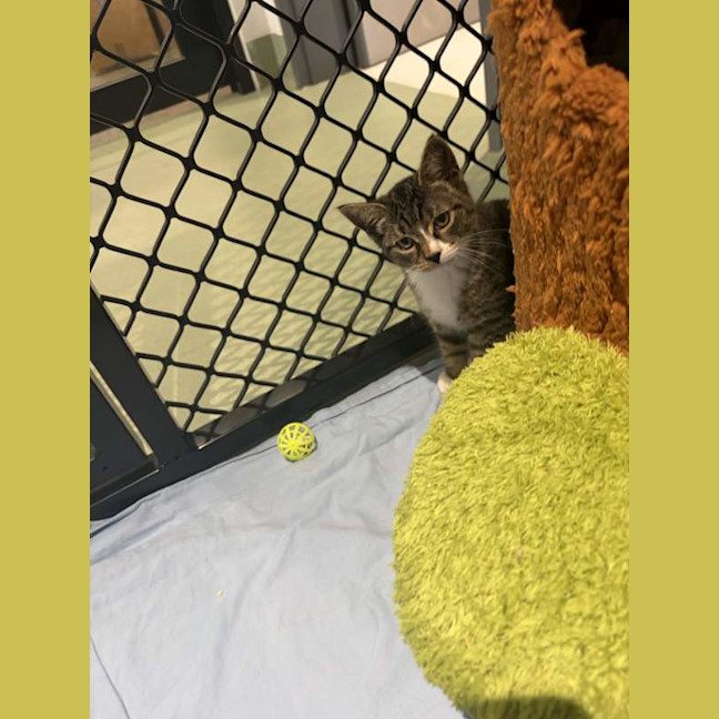 Photo of Clementine