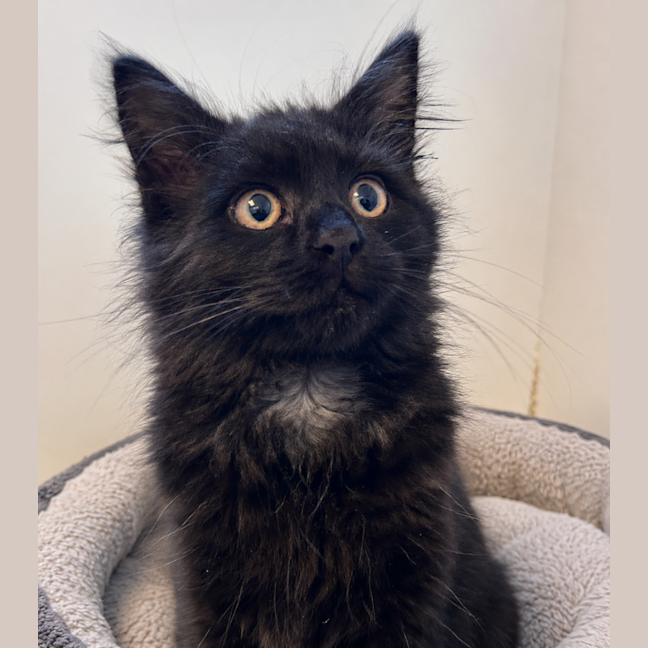Photo of Ember
