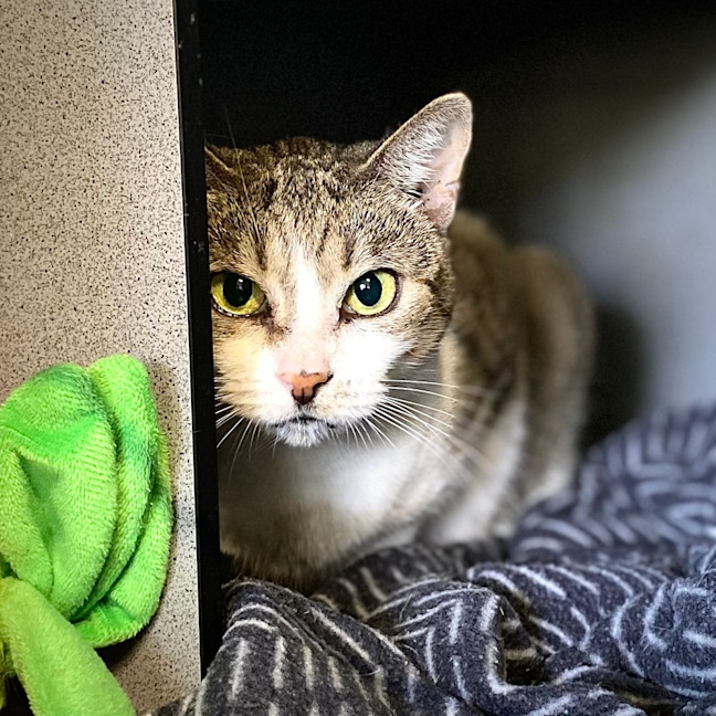 Photo of Maude