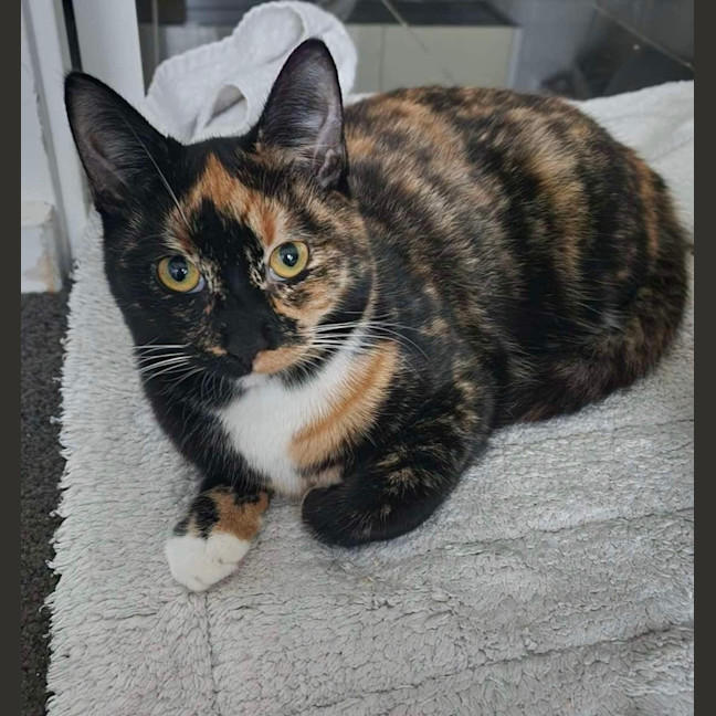 Photo of Duchess & Marie 👑🎀