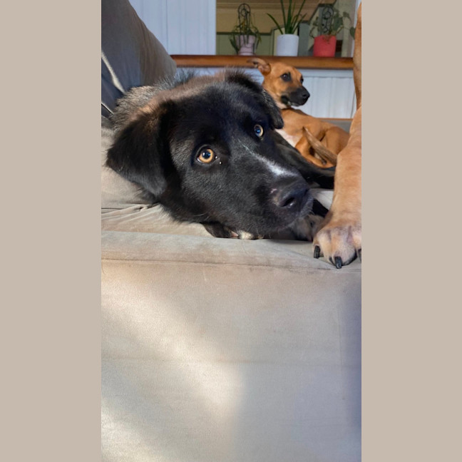 Photo of Monty   1 Year Old Husky X