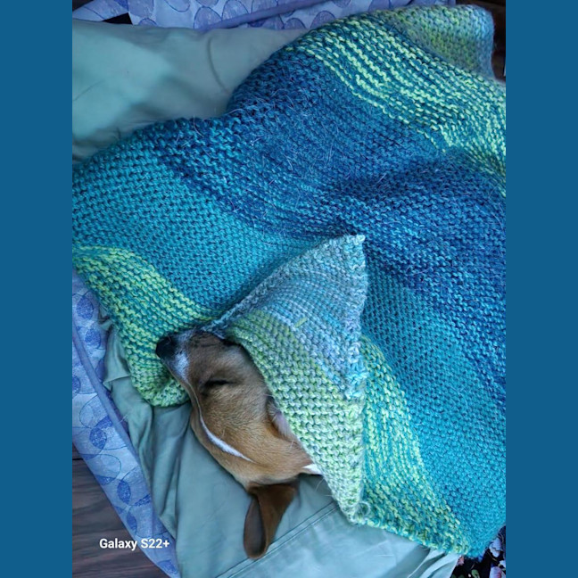 Photo of Snuggles   11 Month Old Jack Russell 