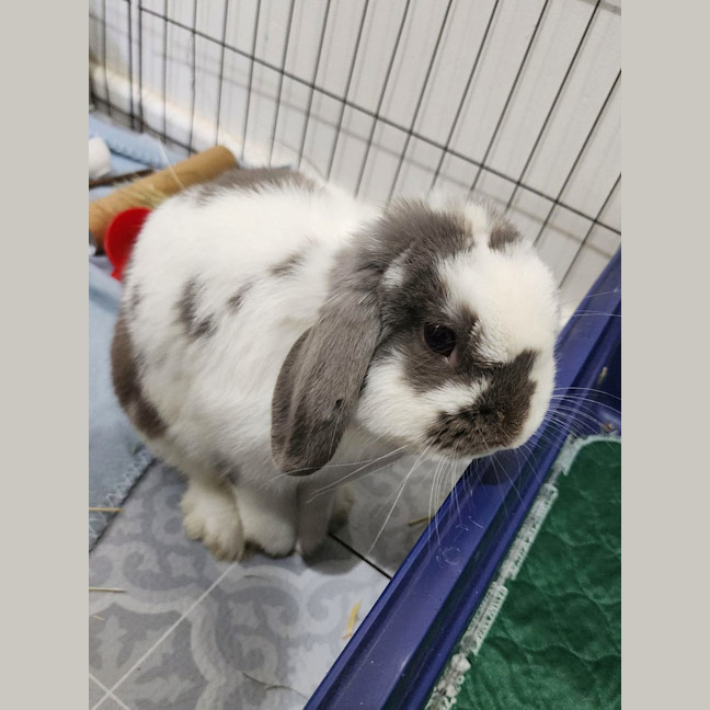 Photo of Cabbage Patch