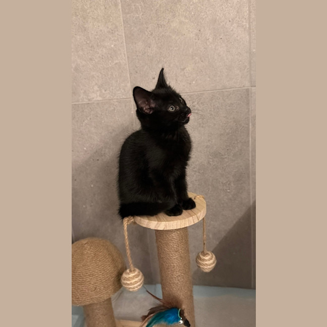 Photo of Chaos Monkey & Splunk 