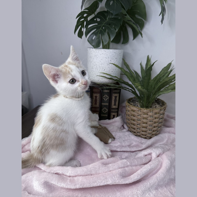 Photo of Peaches 🪷