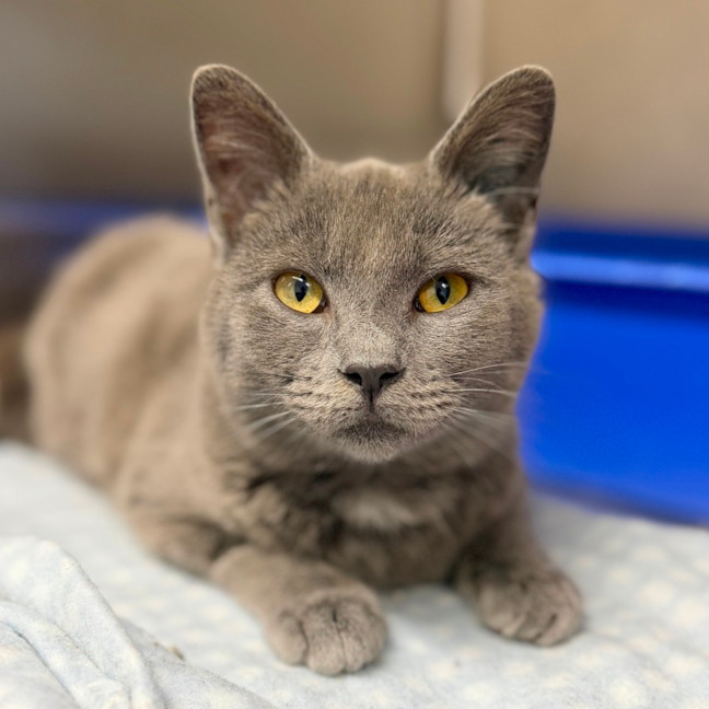 Photo of Bluebell