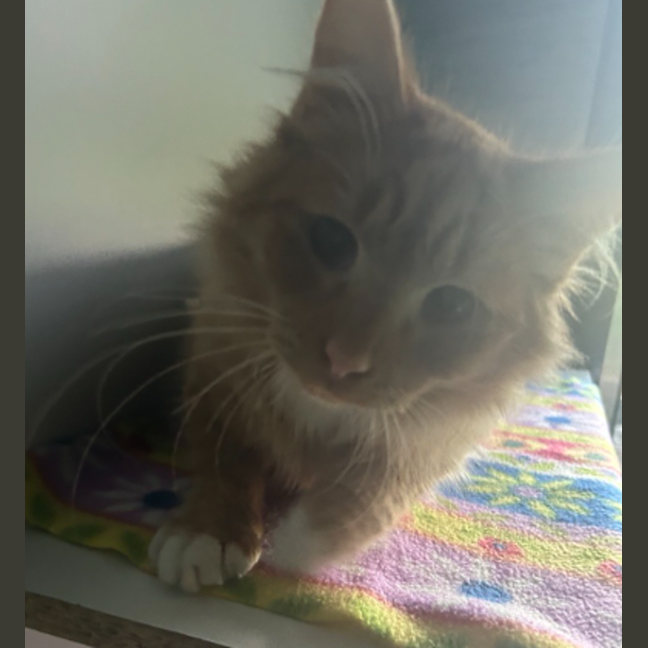 Photo of Carebear