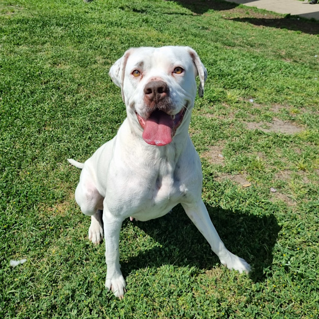 Photo of Perdie