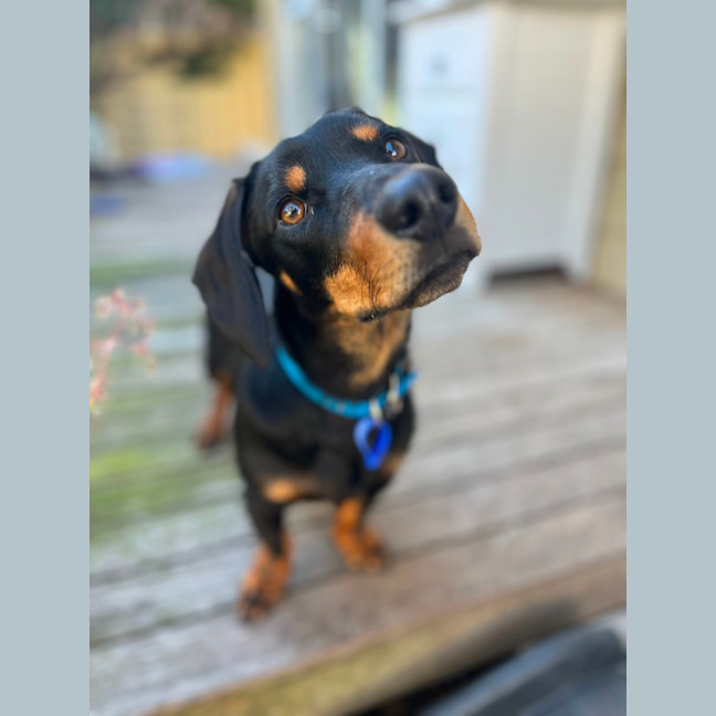 Photo of Rooster   9 Month Old Dachshund X Kelpie