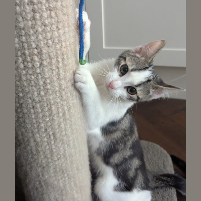 Photo of Sage