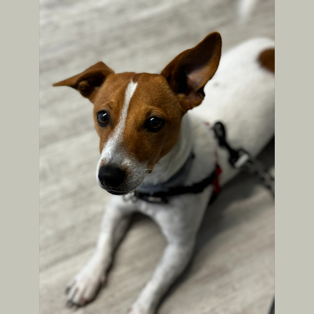 Photo of Sadie