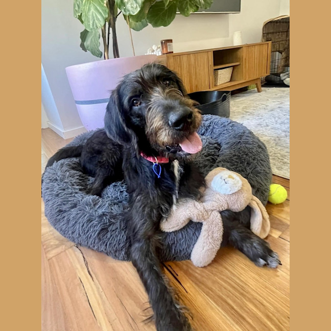 Photo of Stephen   9 Month Old Mixed Breed