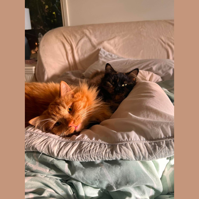 Photo of Teddy 🧡