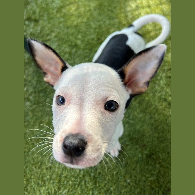 Photo of D1142 Minty