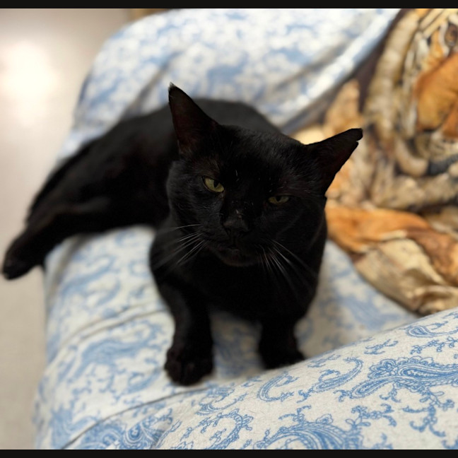 Photo of Santana (9993)