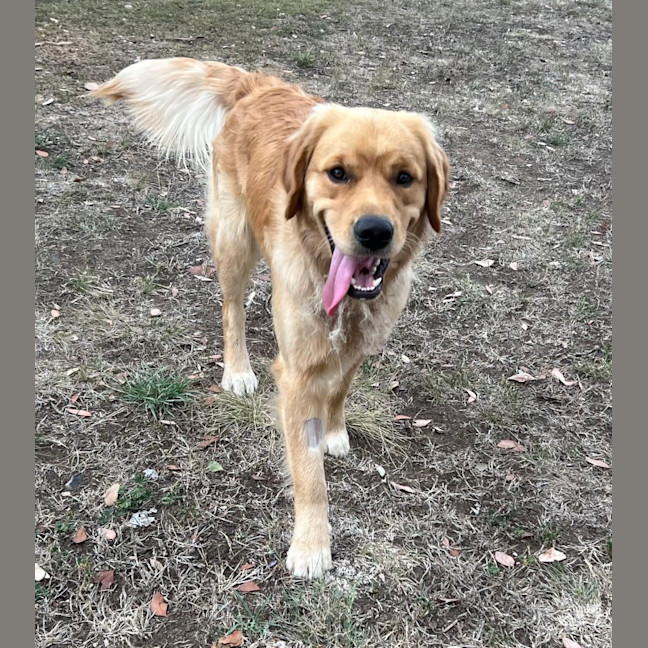 Photo of Teddy