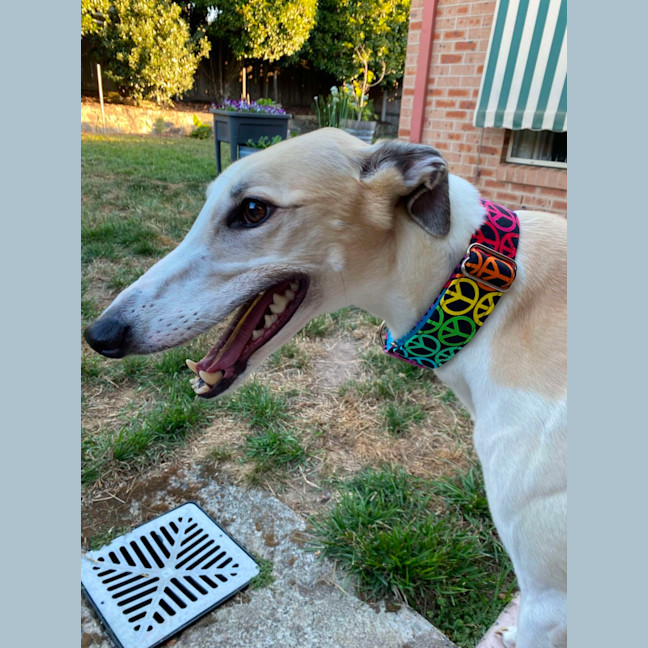 Photo of Ella, The Greyhound