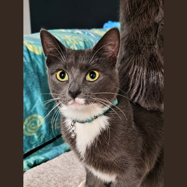 Photo of Cinder