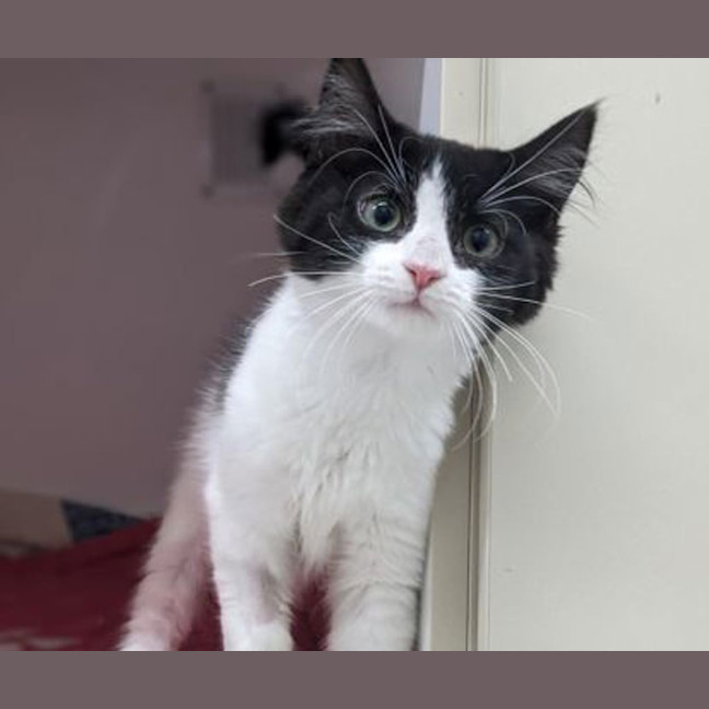 Photo of Paul Meow Lywood