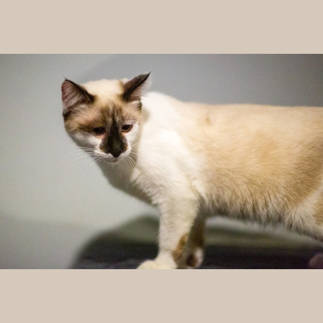 Photo of Willow 😻🌈