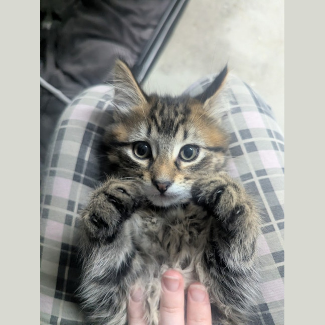 Photo of Riddle Clowder