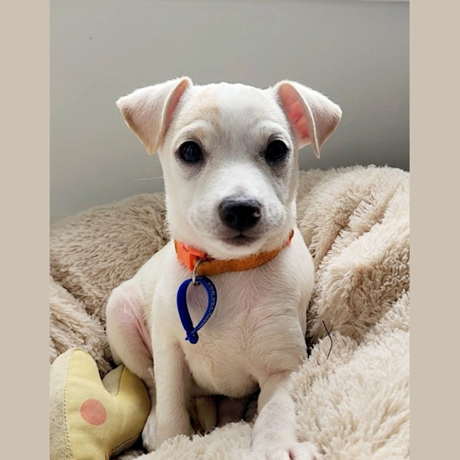 Photo of Oren   10 Week Old Jack Russell Terrier (Trial)