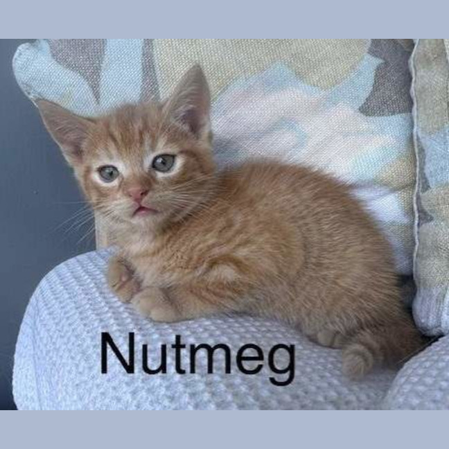 Photo of Charlie (Was Nutmeg)