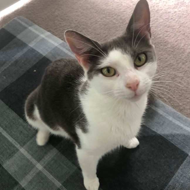 Photo of Gracie