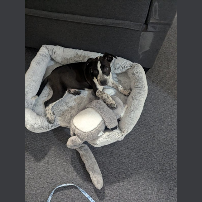 Photo of Hugo (Bessie's Puppy)
