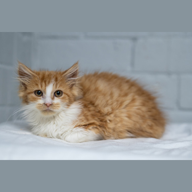 Photo of Peaches