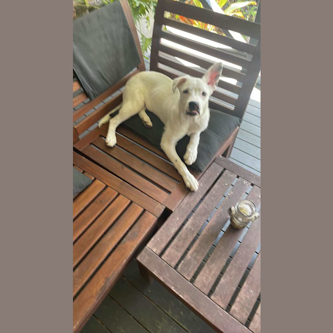 Photo of Bolt