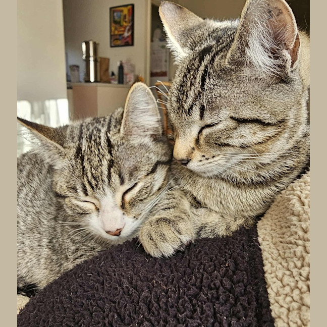 Photo of Truffle & Faun 