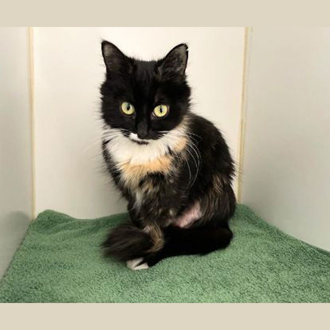 Photo of Persephone
